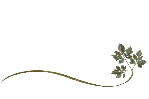 Fall Leaves for Fall Weddings | Leaves Graphics & Fall Wedding Ideas